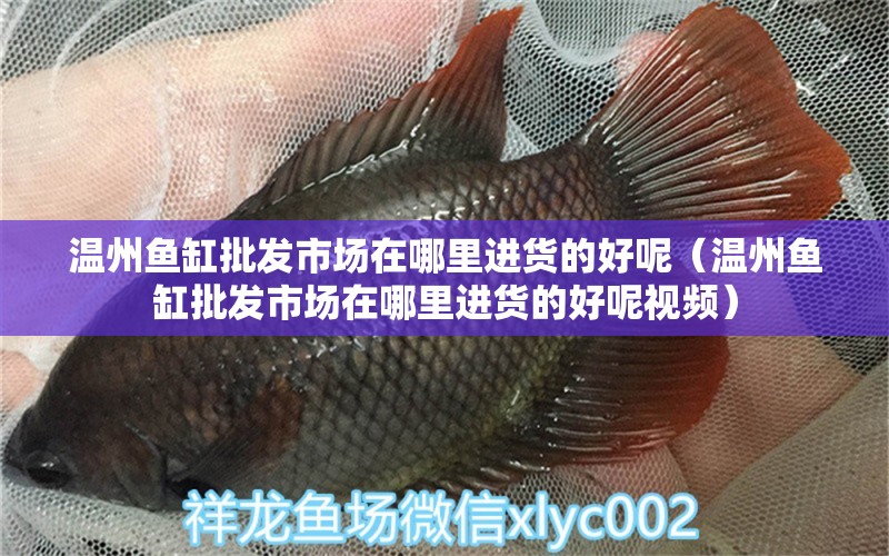 溫州魚缸批發(fā)市場在哪里進(jìn)貨的好呢（溫州魚缸批發(fā)市場在哪里進(jìn)貨的好呢視頻）