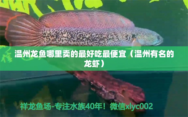 溫州龍魚哪里賣的最好吃最便宜（溫州有名的龍蝦）