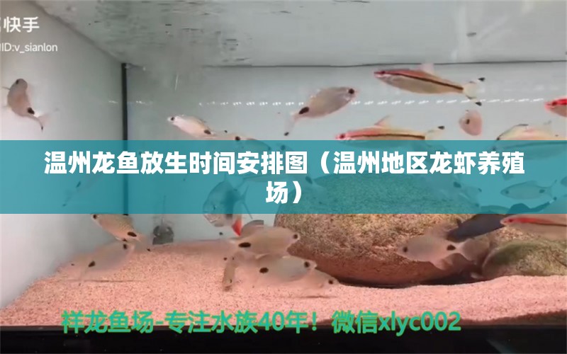 溫州龍魚放生時間安排圖（溫州地區(qū)龍蝦養(yǎng)殖場）