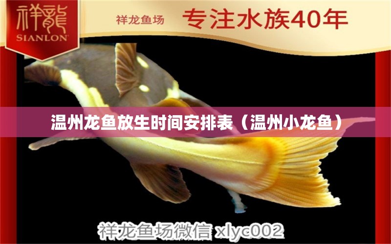 溫州龍魚放生時間安排表（溫州小龍魚）