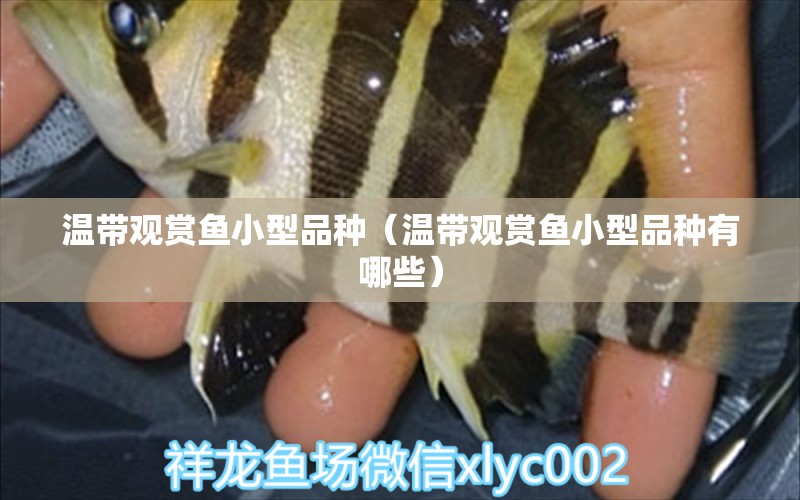 溫帶觀賞魚小型品種（溫帶觀賞魚小型品種有哪些）