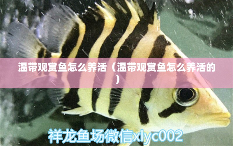 溫帶觀賞魚(yú)怎么養(yǎng)活（溫帶觀賞魚(yú)怎么養(yǎng)活的）