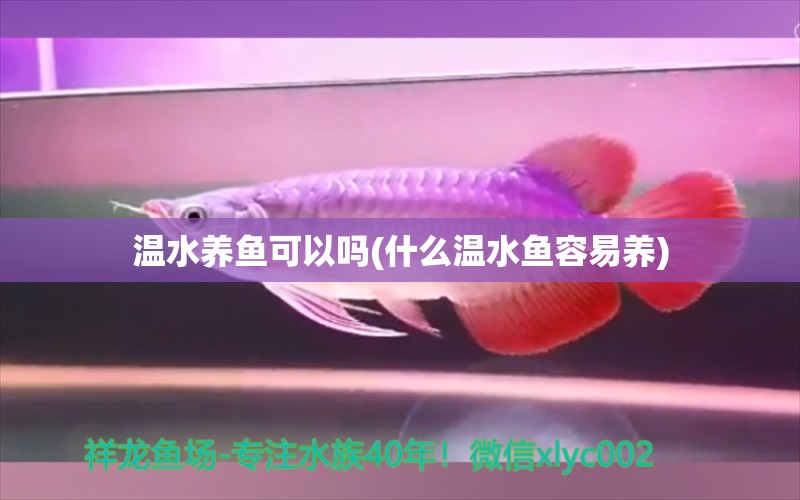 溫水養(yǎng)魚可以嗎(什么溫水魚容易養(yǎng)) 龍鳳鯉魚