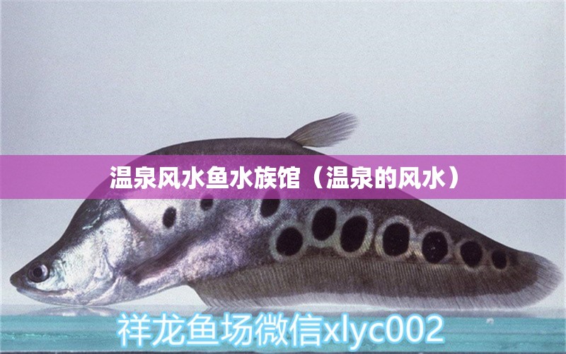 溫泉風(fēng)水魚水族館（溫泉的風(fēng)水）