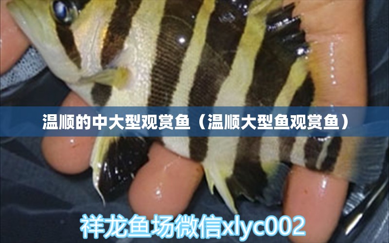 溫順的中大型觀賞魚（溫順大型魚觀賞魚）