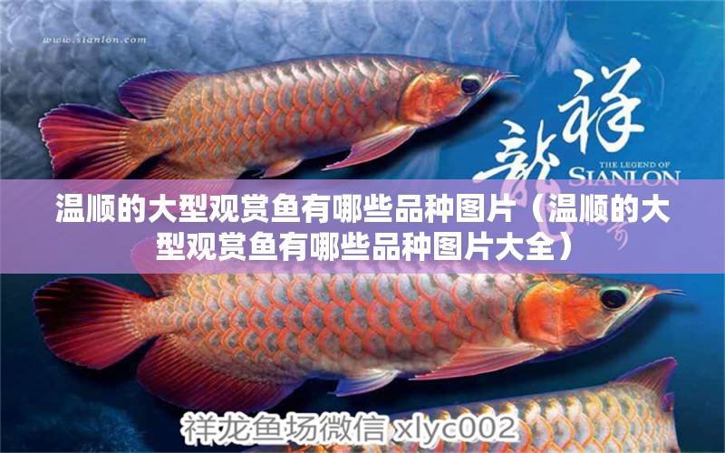 溫順的大型觀(guān)賞魚(yú)有哪些品種圖片（溫順的大型觀(guān)賞魚(yú)有哪些品種圖片大全）