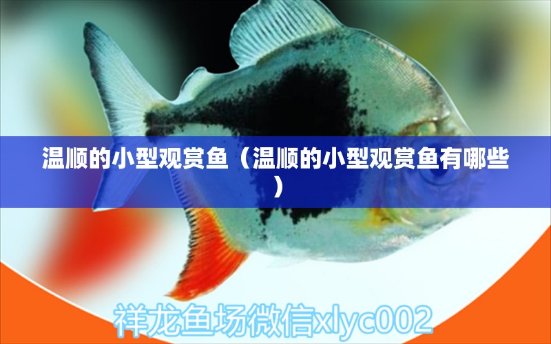 溫順的小型觀賞魚（溫順的小型觀賞魚有哪些） 小型觀賞魚