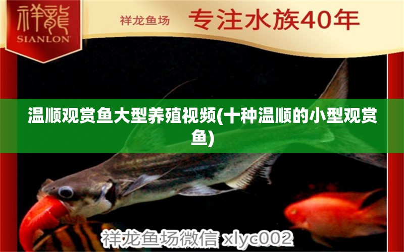 溫順觀賞魚大型養(yǎng)殖視頻(十種溫順的小型觀賞魚) 小型觀賞魚