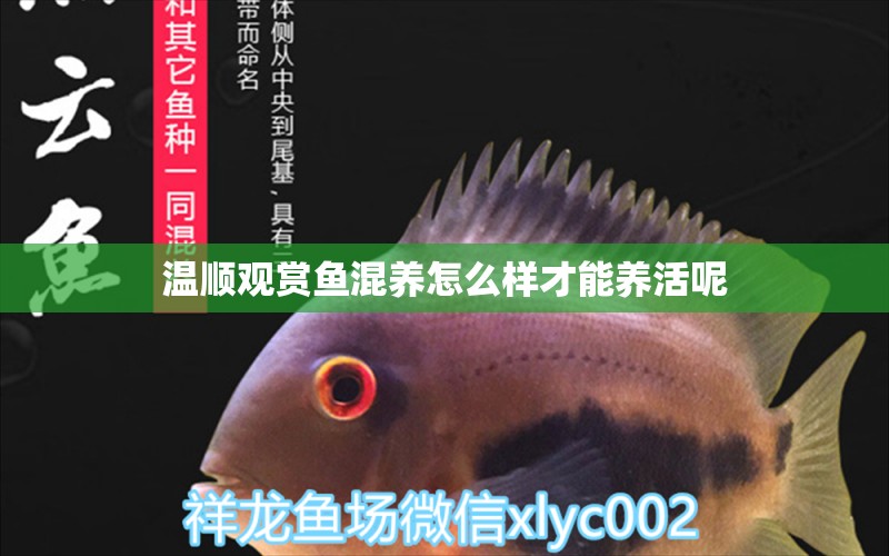 溫順觀賞魚混養(yǎng)怎么樣才能養(yǎng)活呢 觀賞魚