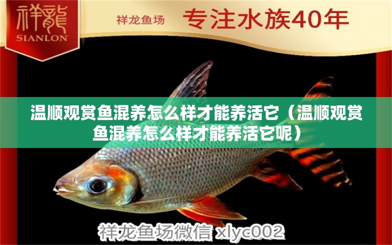 溫順觀賞魚混養(yǎng)怎么樣才能養(yǎng)活它（溫順觀賞魚混養(yǎng)怎么樣才能養(yǎng)活它呢）