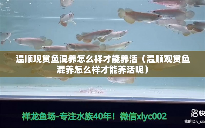 溫順觀賞魚混養(yǎng)怎么樣才能養(yǎng)活（溫順觀賞魚混養(yǎng)怎么樣才能養(yǎng)活呢）