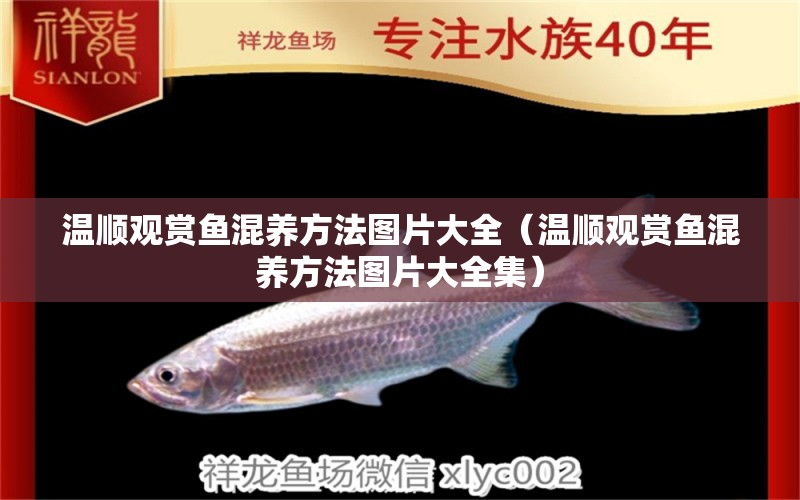 溫順觀賞魚混養(yǎng)方法圖片大全（溫順觀賞魚混養(yǎng)方法圖片大全集）