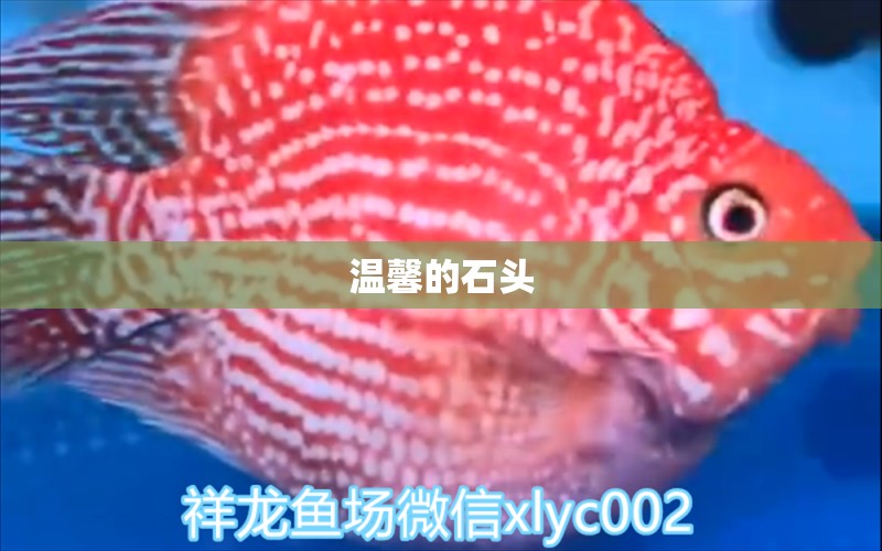 溫馨的石頭 白子球鯊魚