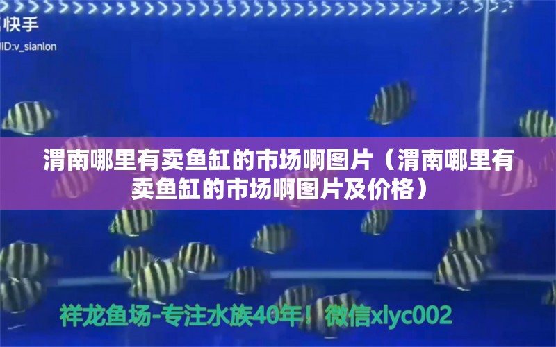 渭南哪里有賣魚缸的市場啊圖片（渭南哪里有賣魚缸的市場啊圖片及價格） 觀賞魚市場（混養(yǎng)魚）