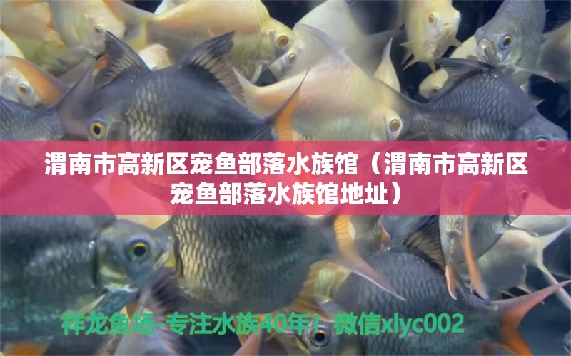 渭南市高新區(qū)寵魚部落水族館（渭南市高新區(qū)寵魚部落水族館地址） 全國水族館企業(yè)名錄