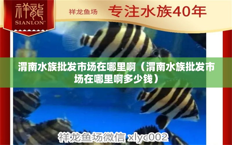 渭南水族批發(fā)市場(chǎng)在哪里啊（渭南水族批發(fā)市場(chǎng)在哪里啊多少錢(qián)） 觀賞魚(yú)水族批發(fā)市場(chǎng)