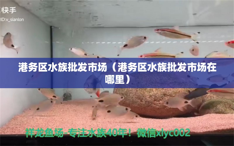 港務區(qū)水族批發(fā)市場（港務區(qū)水族批發(fā)市場在哪里） 觀賞魚水族批發(fā)市場