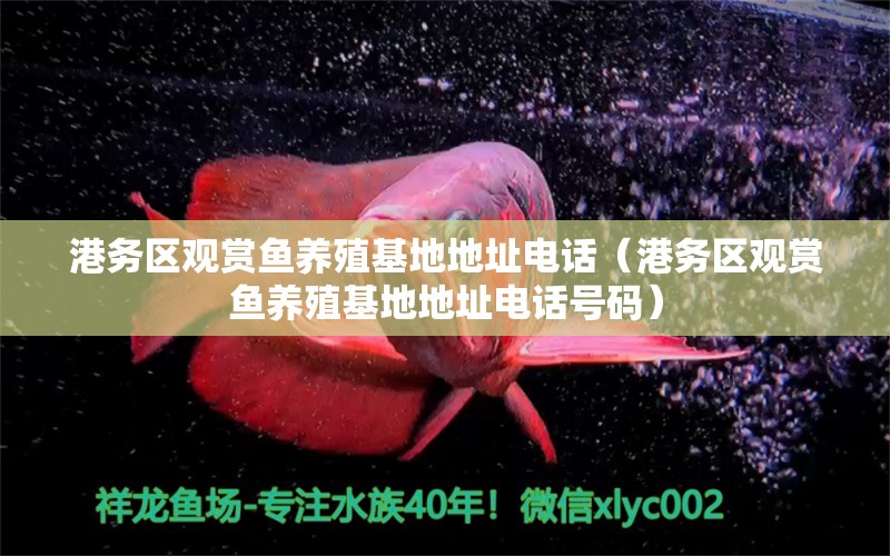 港務(wù)區(qū)觀賞魚養(yǎng)殖基地地址電話（港務(wù)區(qū)觀賞魚養(yǎng)殖基地地址電話號碼）