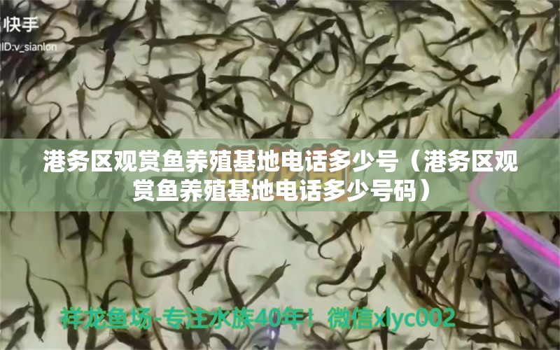 港務區(qū)觀賞魚養(yǎng)殖基地電話多少號（港務區(qū)觀賞魚養(yǎng)殖基地電話多少號碼）