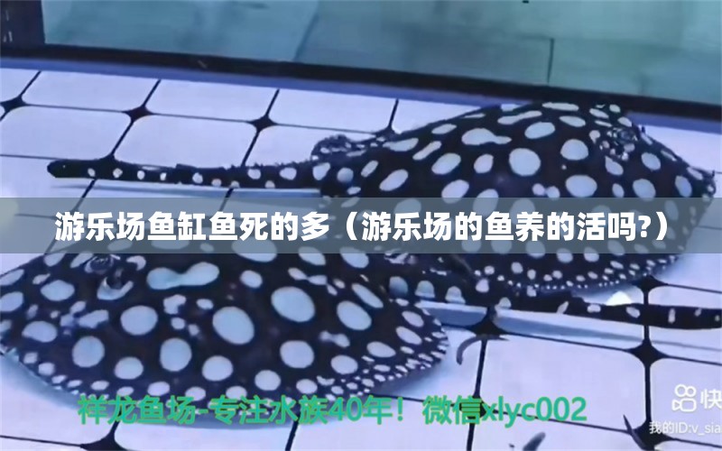 游樂場魚缸魚死的多（游樂場的魚養(yǎng)的活嗎?） 九鼎魚缸