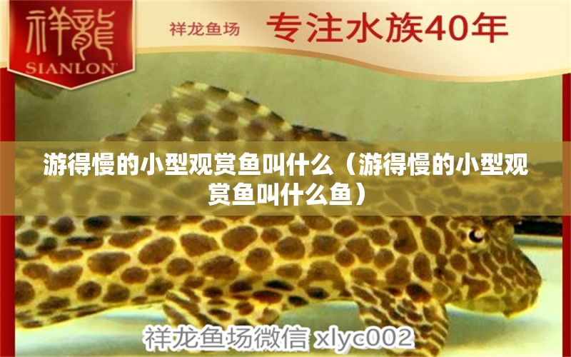 游得慢的小型觀賞魚叫什么（游得慢的小型觀賞魚叫什么魚） 小型觀賞魚