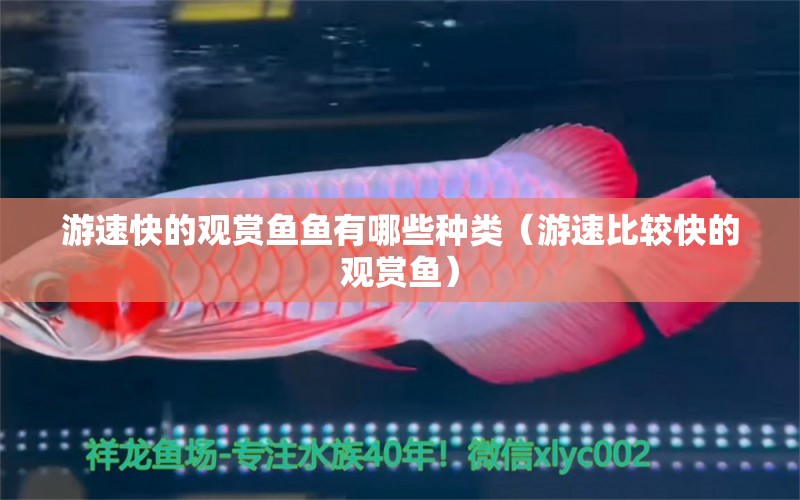 游速快的觀賞魚魚有哪些種類（游速比較快的觀賞魚）