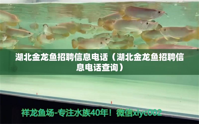 湖北金龍魚招聘信息電話（湖北金龍魚招聘信息電話查詢）