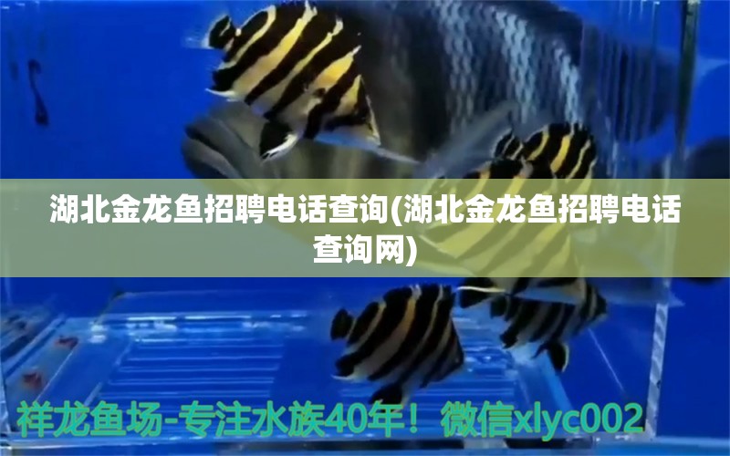 湖北金龍魚招聘電話查詢(湖北金龍魚招聘電話查詢網(wǎng)) 雙線側(cè)魚