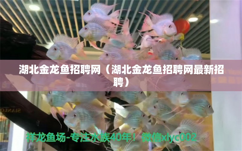 湖北金龍魚招聘網(wǎng)（湖北金龍魚招聘網(wǎng)最新招聘）