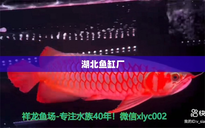 湖北魚缸廠 其他品牌魚缸