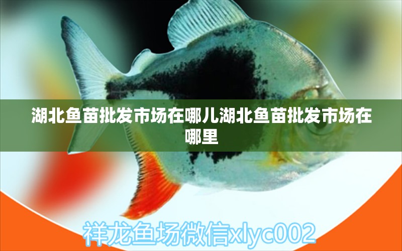 湖北魚苗批發(fā)市場在哪兒湖北魚苗批發(fā)市場在哪里 過背金龍魚