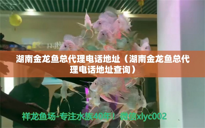 湖南金龍魚總代理電話地址（湖南金龍魚總代理電話地址查詢）