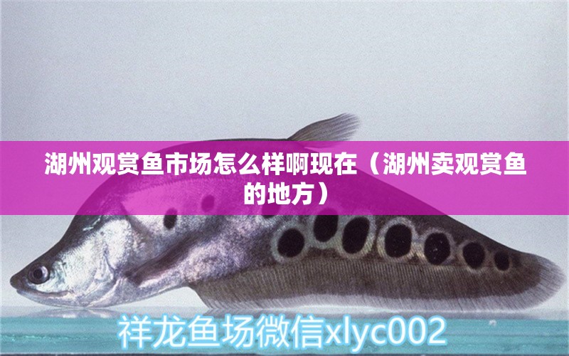 湖州觀賞魚市場(chǎng)怎么樣啊現(xiàn)在（湖州賣觀賞魚的地方）