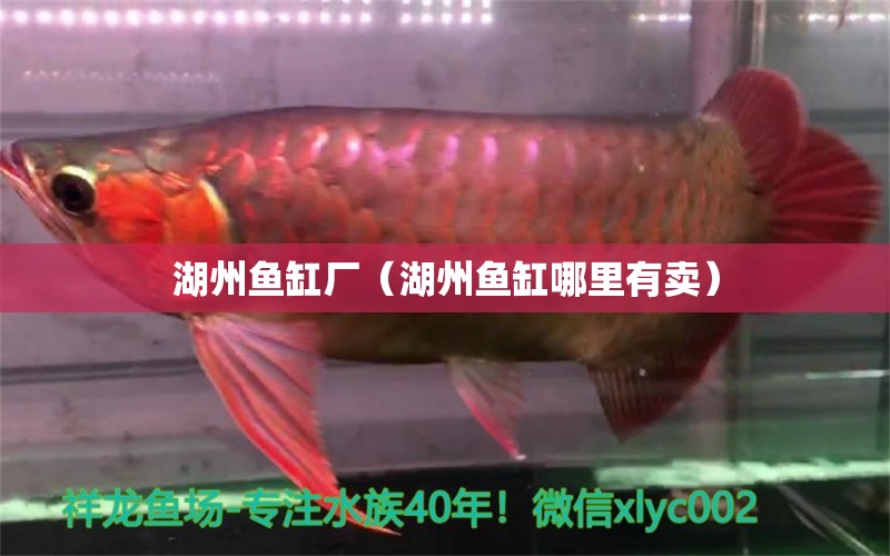 湖州魚缸廠（湖州魚缸哪里有賣） 祥龍魚場