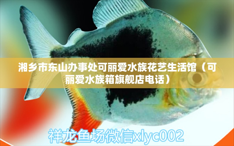 湘鄉(xiāng)市東山辦事處可麗愛水族花藝生活館（可麗愛水族箱旗艦店電話） 魚缸/水族箱