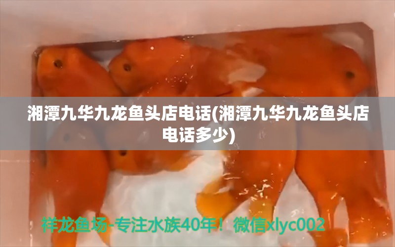 湘潭九華九龍魚頭店電話(湘潭九華九龍魚頭店電話多少)