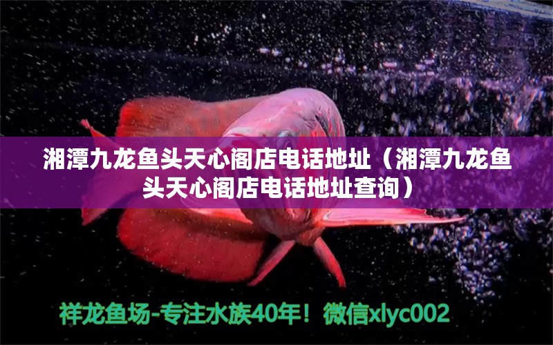 湘潭九龍魚頭天心閣店電話地址（湘潭九龍魚頭天心閣店電話地址查詢）