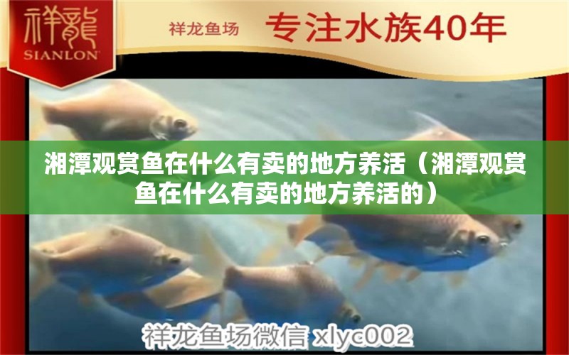 湘潭觀賞魚在什么有賣的地方養(yǎng)活（湘潭觀賞魚在什么有賣的地方養(yǎng)活的）