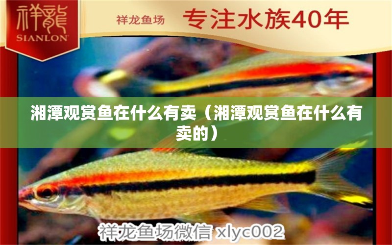 湘潭觀賞魚(yú)在什么有賣(mài)（湘潭觀賞魚(yú)在什么有賣(mài)的） 祥龍水族醫(yī)院