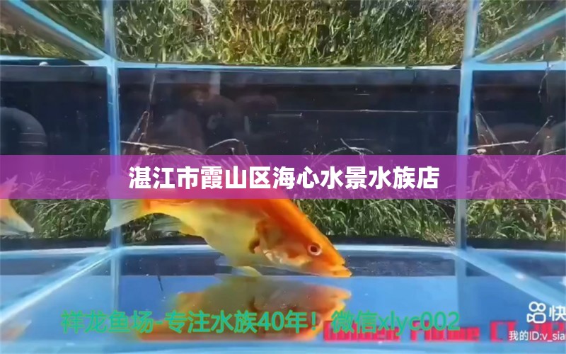 湛江市霞山區(qū)海心水景水族店