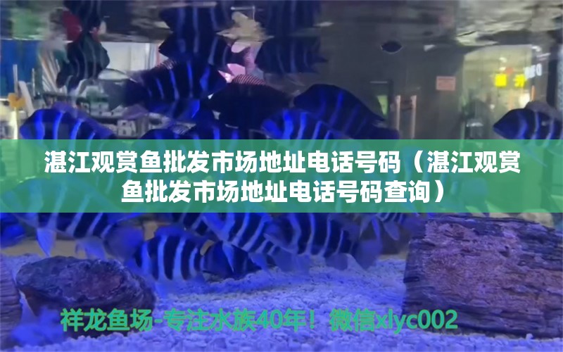 湛江觀賞魚批發(fā)市場地址電話號碼（湛江觀賞魚批發(fā)市場地址電話號碼查詢） 觀賞魚批發(fā)