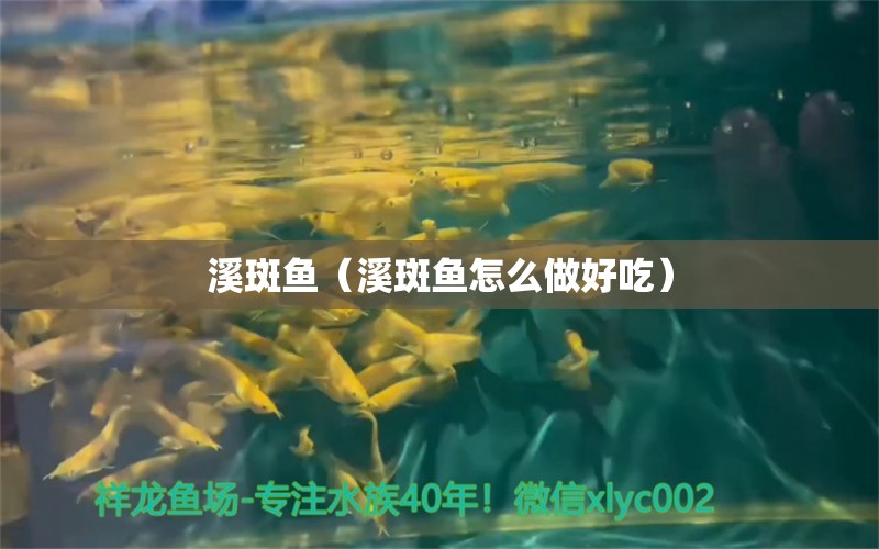 溪斑魚(yú)（溪斑魚(yú)怎么做好吃）