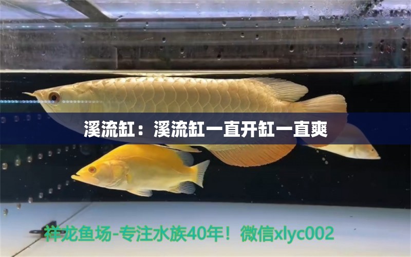 溪流缸：溪流缸一直開缸一直爽 觀賞魚論壇 第5張