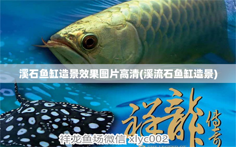 溪石魚缸造景效果圖片高清(溪流石魚缸造景) 泰國虎魚（泰虎） 第1張