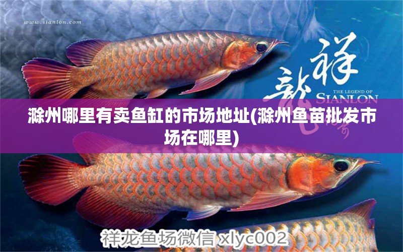 滁州哪里有賣魚(yú)缸的市場(chǎng)地址(滁州魚(yú)苗批發(fā)市場(chǎng)在哪里) 三間鼠魚(yú)