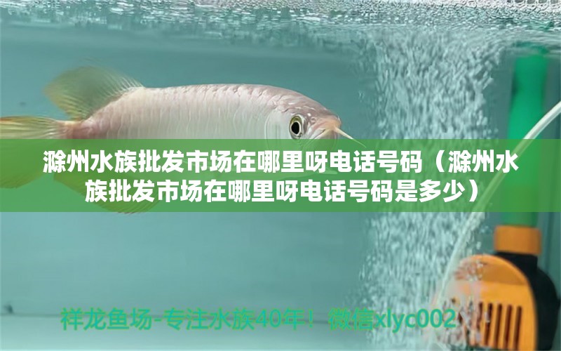 滁州水族批發(fā)市場(chǎng)在哪里呀電話(huà)號(hào)碼（滁州水族批發(fā)市場(chǎng)在哪里呀電話(huà)號(hào)碼是多少） 觀(guān)賞魚(yú)水族批發(fā)市場(chǎng)