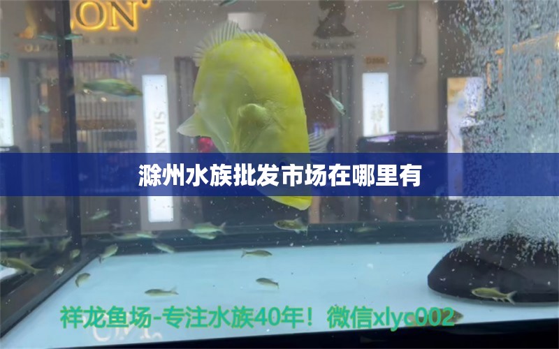 滁州水族批發(fā)市場在哪里有 觀賞魚水族批發(fā)市場