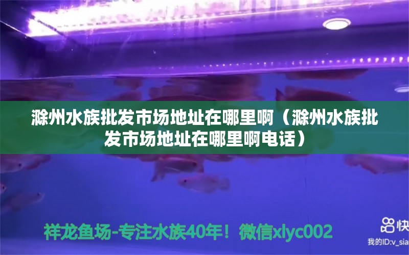 滁州水族批發(fā)市場地址在哪里?。ǔ菟迮l(fā)市場地址在哪里啊電話）