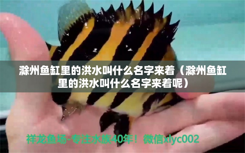 滁州魚缸里的洪水叫什么名字來著（滁州魚缸里的洪水叫什么名字來著呢）