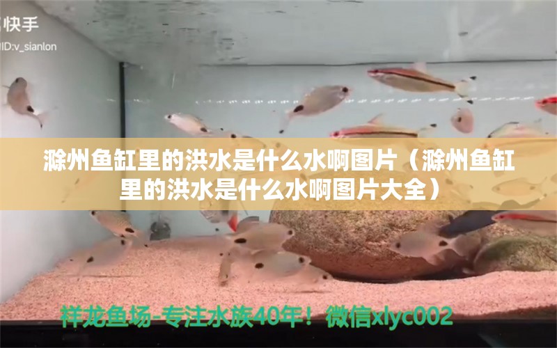 滁州魚(yú)缸里的洪水是什么水啊圖片（滁州魚(yú)缸里的洪水是什么水啊圖片大全） 祥龍水族醫(yī)院